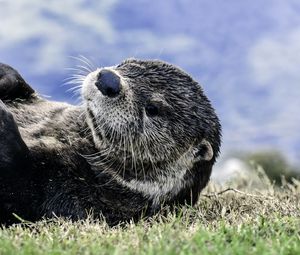 Preview wallpaper otter, muzzle, lies, grass, blur