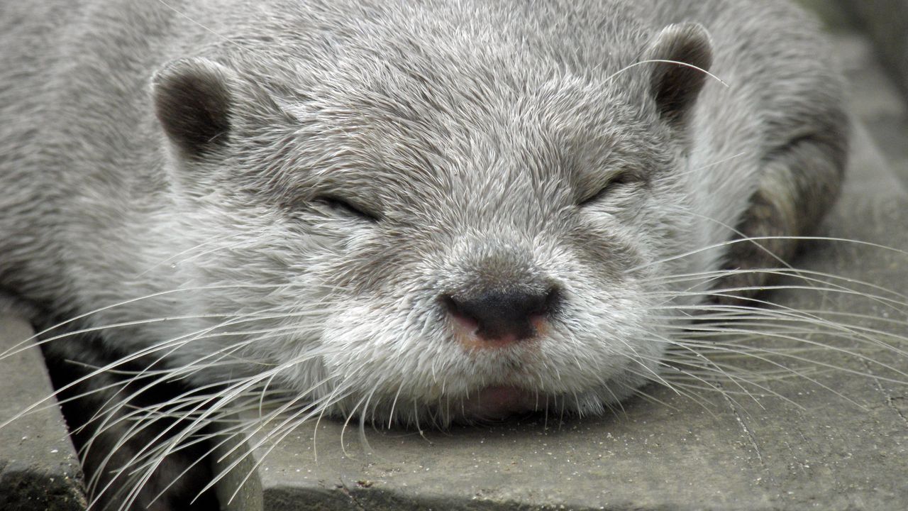 Wallpaper otter, muzzle, sleep