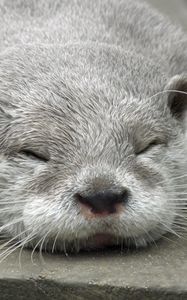 Preview wallpaper otter, muzzle, sleep