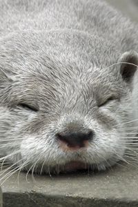 Preview wallpaper otter, muzzle, sleep