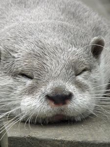 Preview wallpaper otter, muzzle, sleep