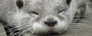 Preview wallpaper otter, muzzle, sleep