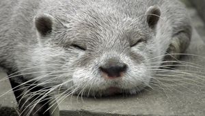 Preview wallpaper otter, muzzle, sleep