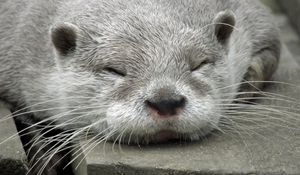 Preview wallpaper otter, muzzle, sleep