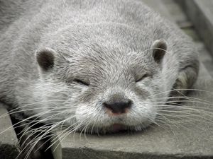 Preview wallpaper otter, muzzle, sleep