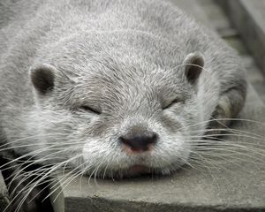 Preview wallpaper otter, muzzle, sleep