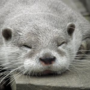 Preview wallpaper otter, muzzle, sleep