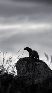 Preview wallpaper otter, stone, bw, sculpture, dark