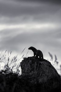 Preview wallpaper otter, stone, bw, sculpture, dark