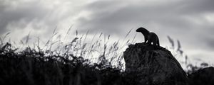 Preview wallpaper otter, stone, bw, sculpture, dark