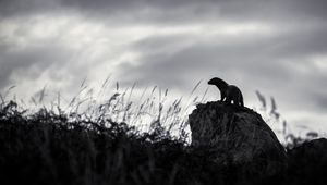 Preview wallpaper otter, stone, bw, sculpture, dark