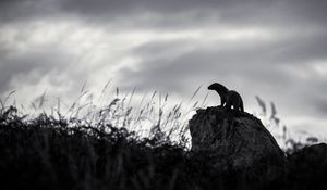 Preview wallpaper otter, stone, bw, sculpture, dark