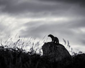 Preview wallpaper otter, stone, bw, sculpture, dark