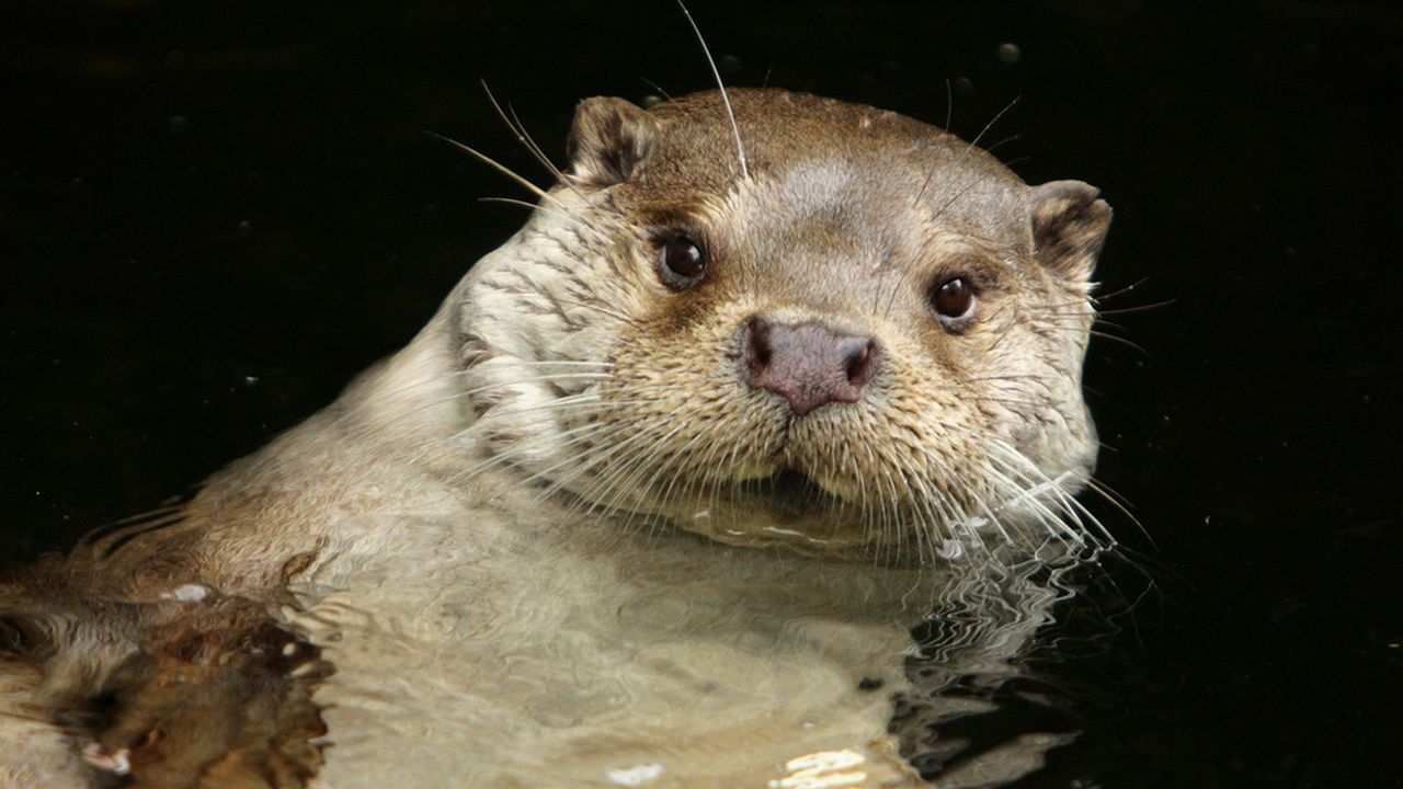 Wallpaper otter, water, swim, animal