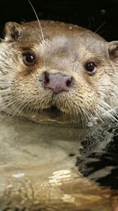 Preview wallpaper otter, water, swim, animal