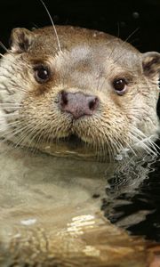 Preview wallpaper otter, water, swim, animal