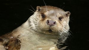 Preview wallpaper otter, water, swim, animal