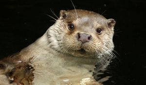 Preview wallpaper otter, water, swim, animal