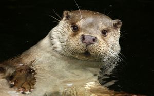 Preview wallpaper otter, water, swim, animal