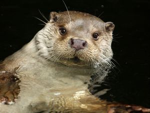 Preview wallpaper otter, water, swim, animal