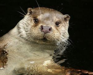 Preview wallpaper otter, water, swim, animal