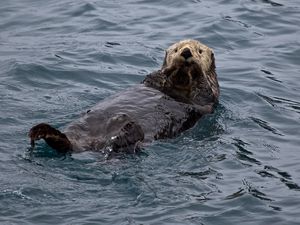 Preview wallpaper otter, water, swim, wet