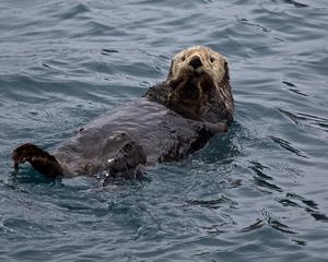 Preview wallpaper otter, water, swim, wet