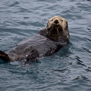 Preview wallpaper otter, water, swim, wet