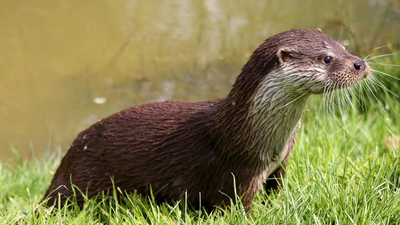 Wallpaper otter, wet, grass