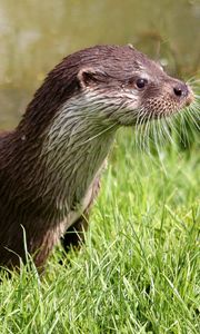 Preview wallpaper otter, wet, grass