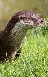 Preview wallpaper otter, wet, grass