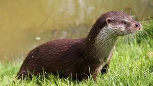 Preview wallpaper otter, wet, grass