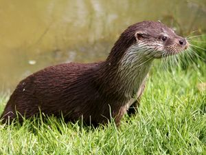 Preview wallpaper otter, wet, grass