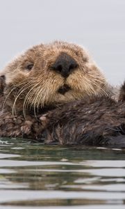 Preview wallpaper otter, wet, swim, dirty
