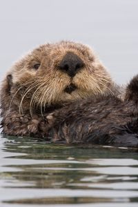 Preview wallpaper otter, wet, swim, dirty