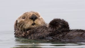 Preview wallpaper otter, wet, swim, dirty