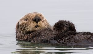 Preview wallpaper otter, wet, swim, dirty