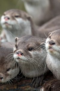 Preview wallpaper otters, animals, family, view