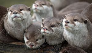 Preview wallpaper otters, animals, family, view