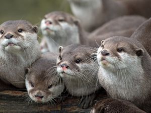 Preview wallpaper otters, animals, family, view