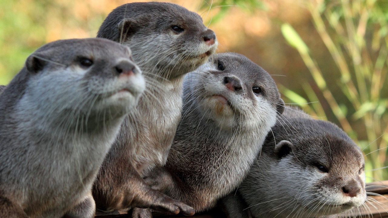 Wallpaper otters, view, animals