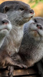 Preview wallpaper otters, view, animals