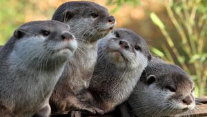 Preview wallpaper otters, view, animals