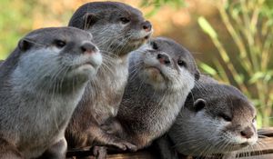 Preview wallpaper otters, view, animals