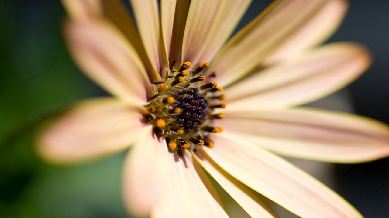 Wallpaper ower, petals, bright, pollen