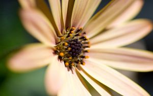 Preview wallpaper ower, petals, bright, pollen