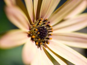 Preview wallpaper ower, petals, bright, pollen