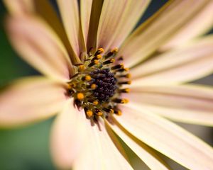 Preview wallpaper ower, petals, bright, pollen