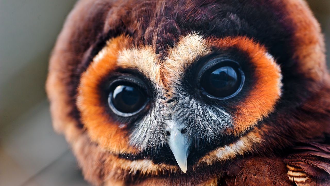 Wallpaper owl, baby, muzzle, eyes, feathers