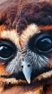 Preview wallpaper owl, baby, muzzle, eyes, feathers
